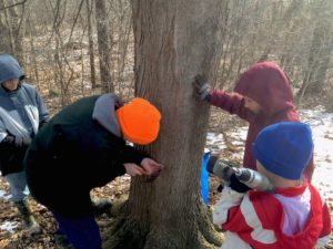 Angelo, Anthony, Dominic, and Sebastian Pestritto tap a maple tree for sap. Ronald Pestritto | Courtesy