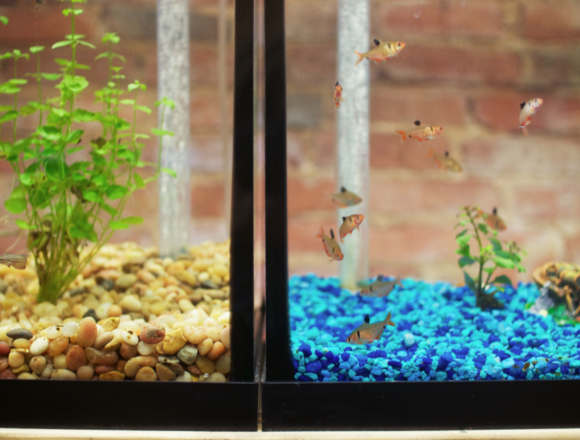 Hedgehogs and gerbils and fish! Oh my!