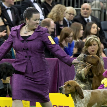 Hillsdale coonhound best in world