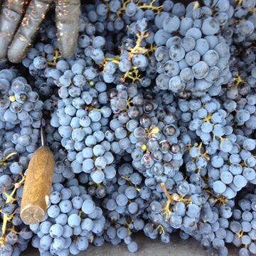 Alum boosts freedom with California Red