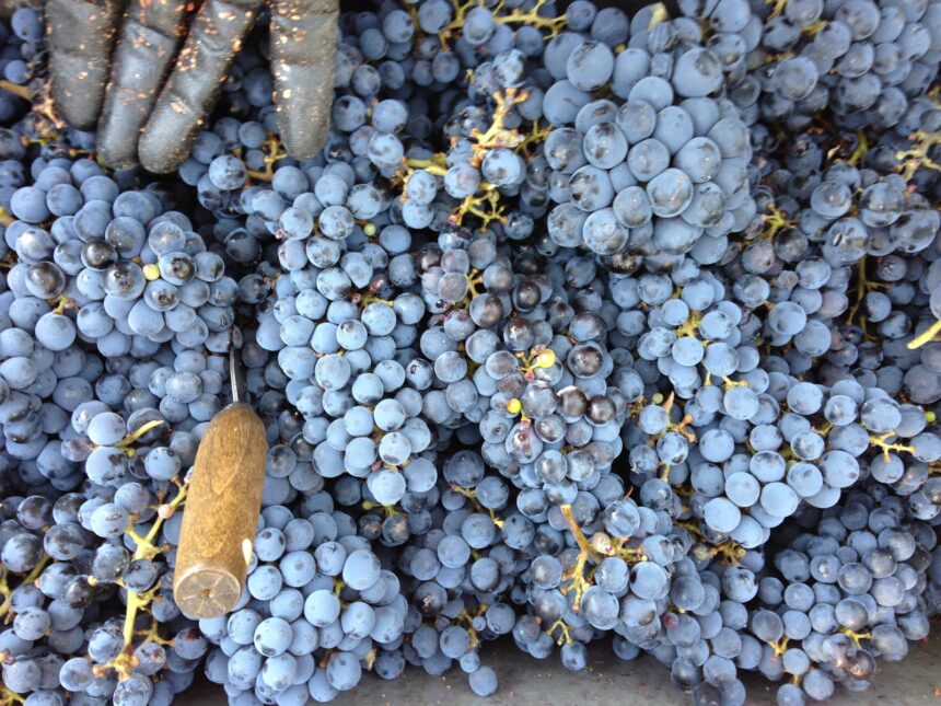 Alum boosts freedom with California Red