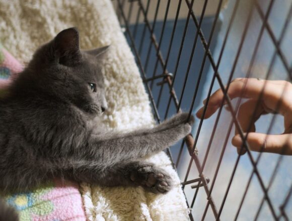 Helping hands for furry paws at the Humane Society