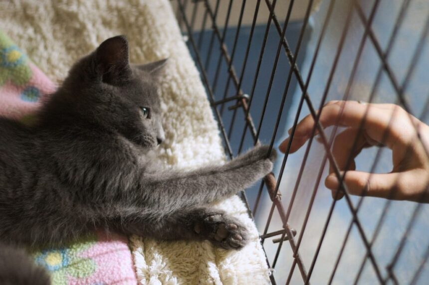 Helping hands for furry paws at the Humane Society