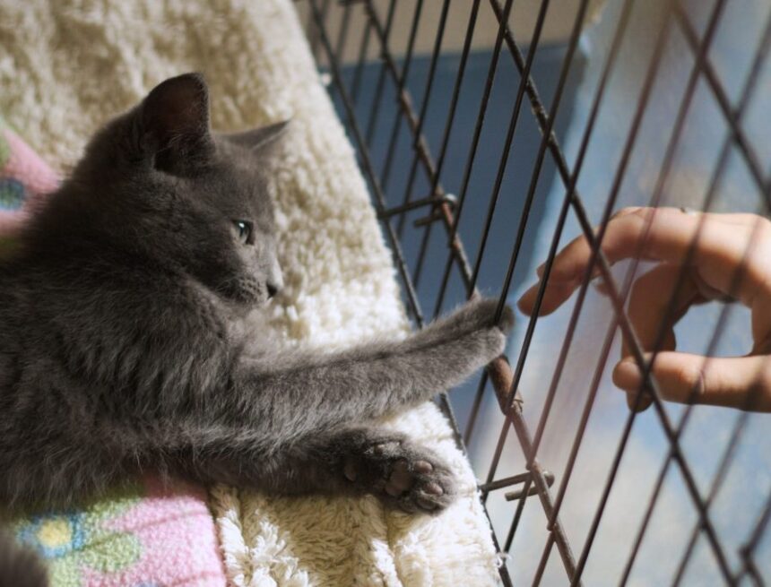 Helping hands for furry paws at the Humane Society
