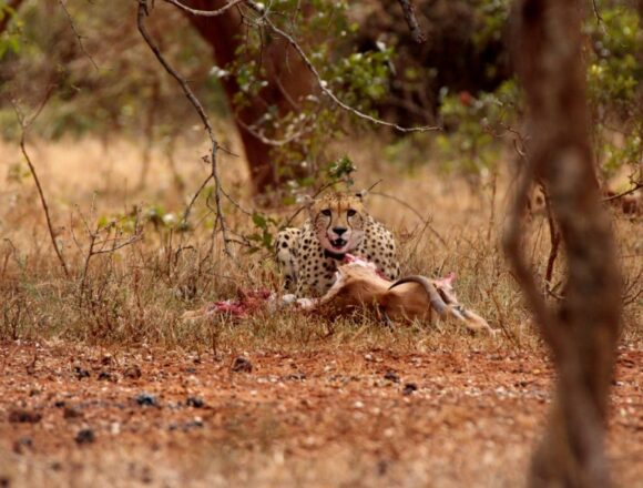 Junior Ben Block works  with wildlife in Africa