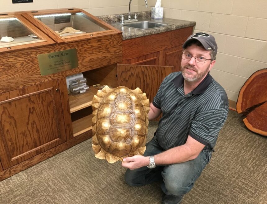 turtle shell Mammal skeletons, plant fossils, and turtle shells donated to Daniel M. Fisk Museum of Natural History