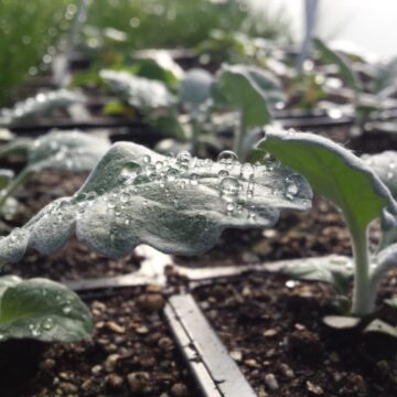 20160405_092504 Hillsdale’s Hayden Park grows young plant life