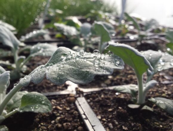 Hillsdale’s Hayden Park grows young plant life