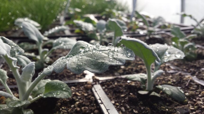 Hillsdale’s Hayden Park grows young plant life