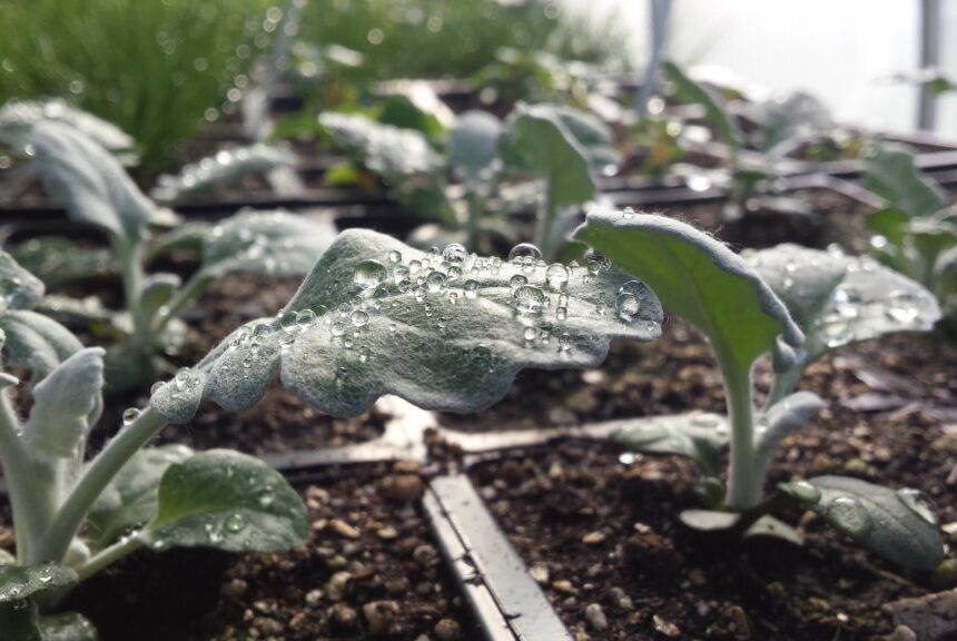 Hillsdale’s Hayden Park grows young plant life