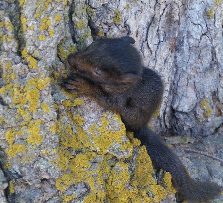 College calls in Creature Control for critters on claims