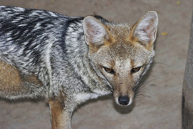 Red fox spotted on campus