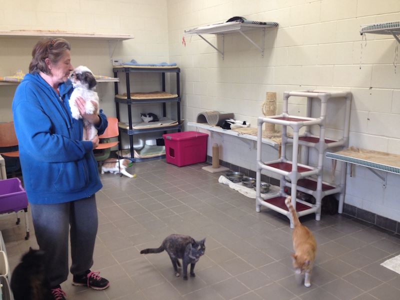 Neglecting to neuter, feeding strays fuels problem of cat and dog overpopulation in Hillsdale County area