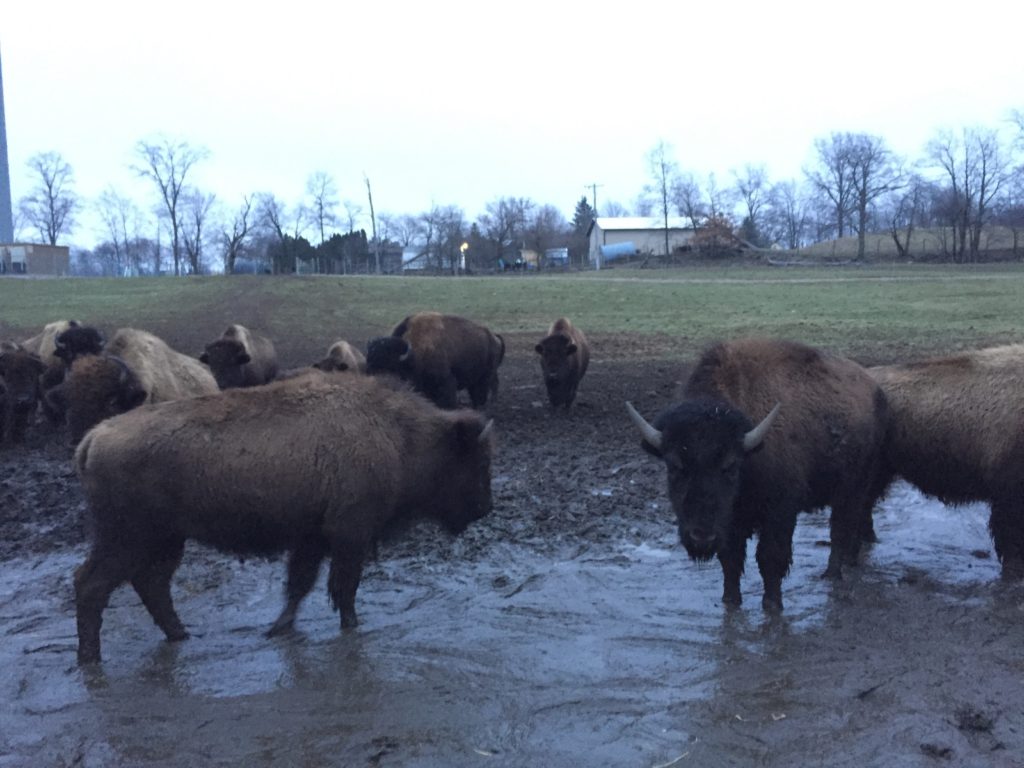 Buffalo roam on farms in Hillsdale County