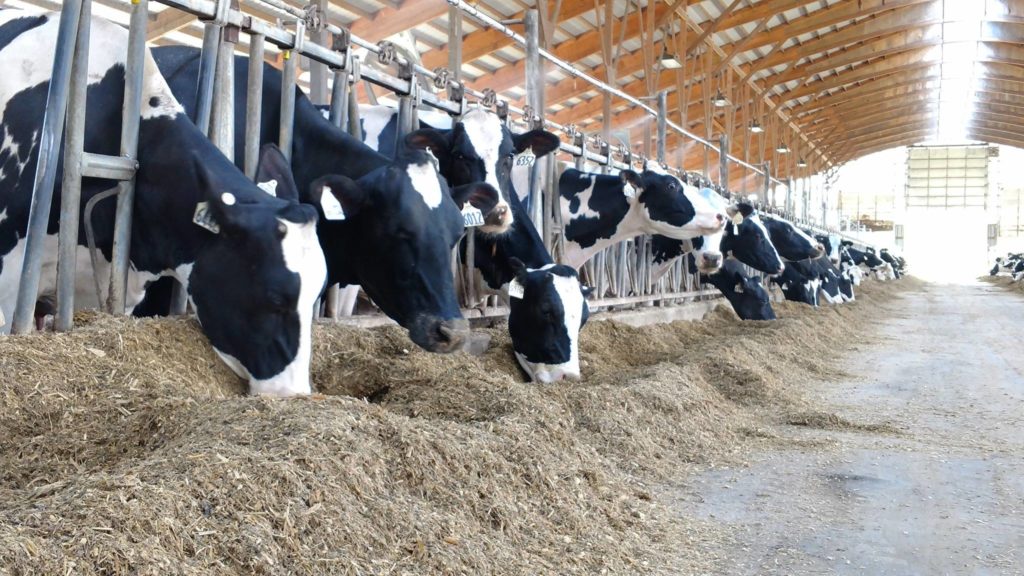 Wisconsin native studies  heat-shock proteins in dairy cows