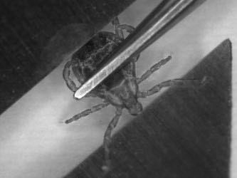 Student examines link between ticks and disease