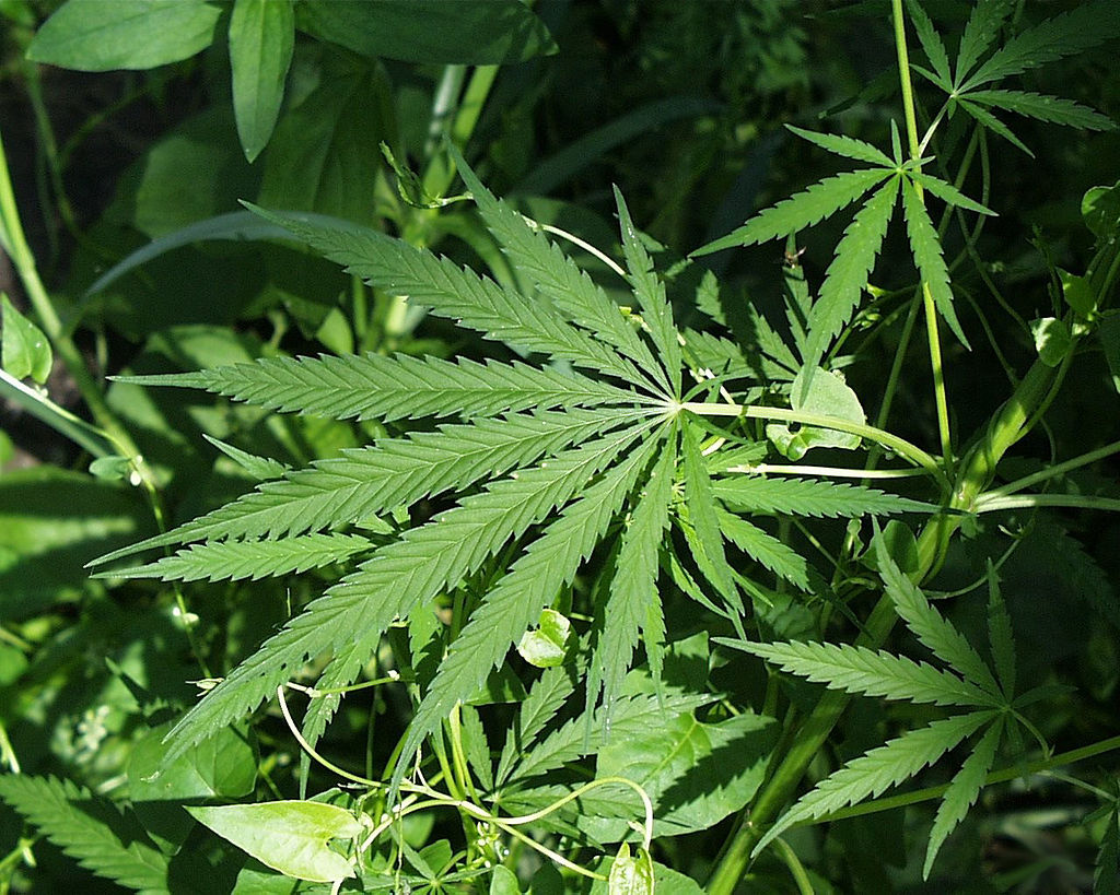 Michigan to vote on legalization of recreational marijuana Tuesday
