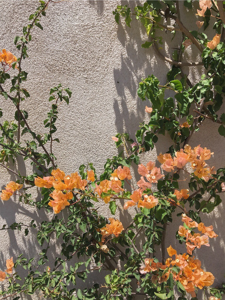 Office Hours: Student Federation steps on beauty, culture