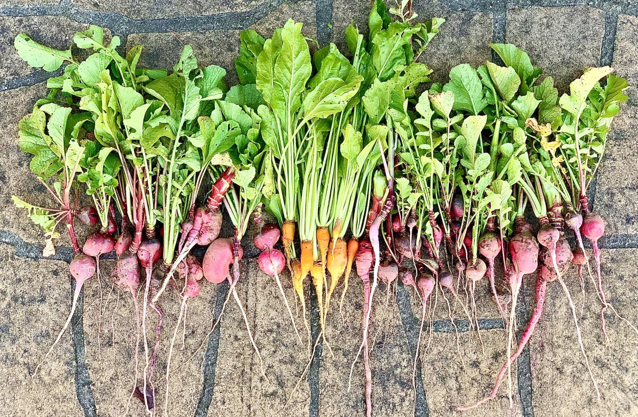 Farm to table: The Roots Project takes on food waste
