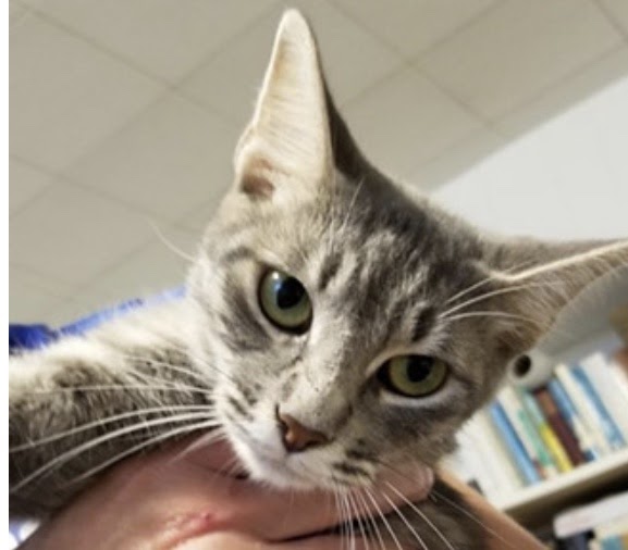Hillsdale Felines and Friends: A New found Hope for Stray Cats in the Hillsdale Community