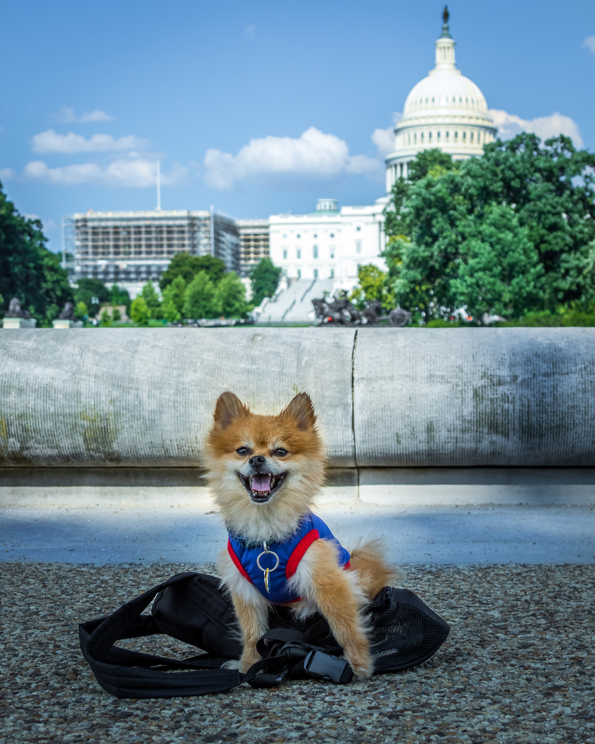 D.C. dog culture shows locals’ lack of commitment