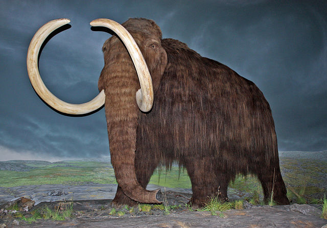Scientists should not resurrect the wooly mammoth