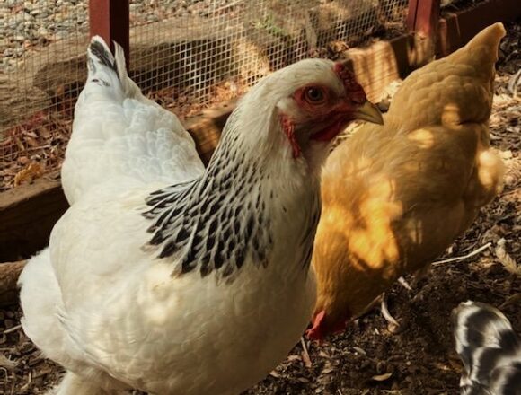 Meet the ‘localvores’ of Hillsdale
