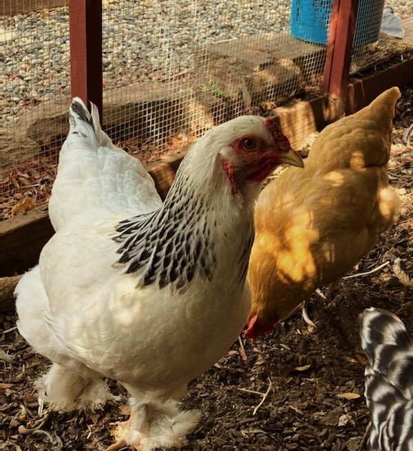 Meet the ‘localvores’ of Hillsdale