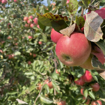 Glei’s Orchards and Greenhouses closes after 105 years