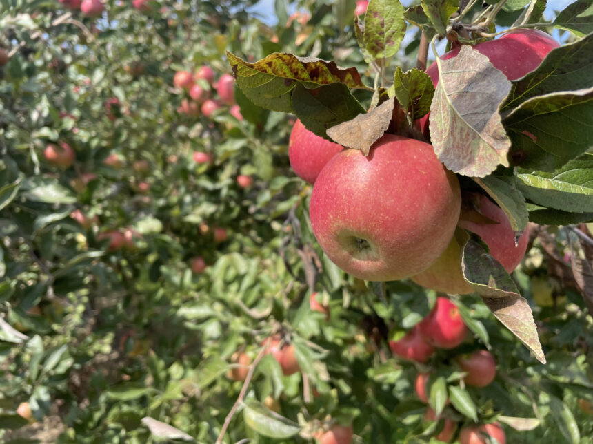 Pick them ’til you drop