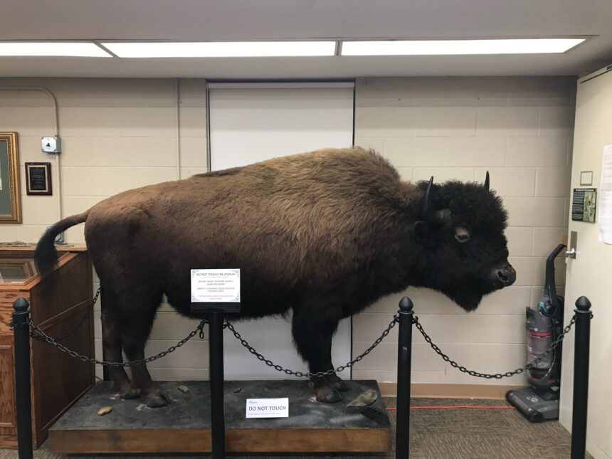 Family donates taxidermied animals to Fisk Museum