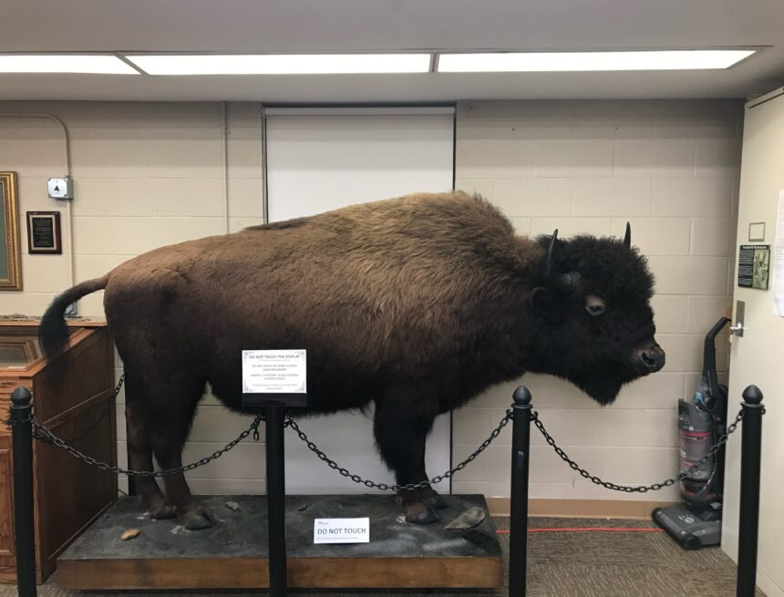 Family donates taxidermied animals to Fisk Museum