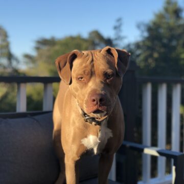 Owners must be responsible for pit bulls