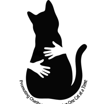 Lights, camera, cats!