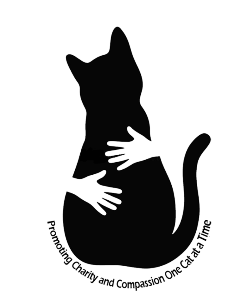 Lights, camera, cats!