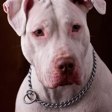 Protect the vulnerable: Ban pit bulls