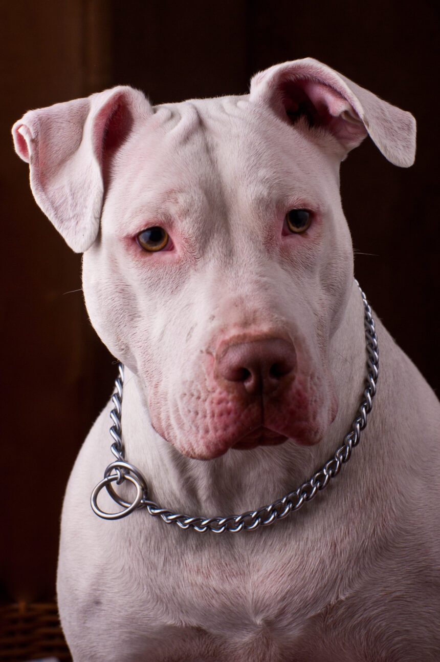 Protect the vulnerable: Ban pit bulls