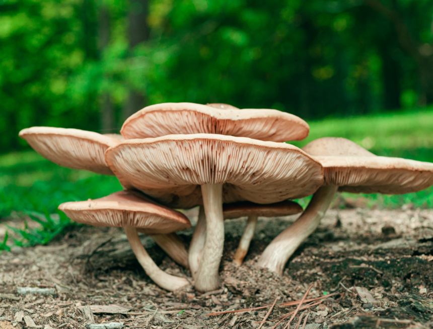 5SYFCYEHYJARBGQXXMXTZA3TTI Fungi’s future, present, and past is more than a trend