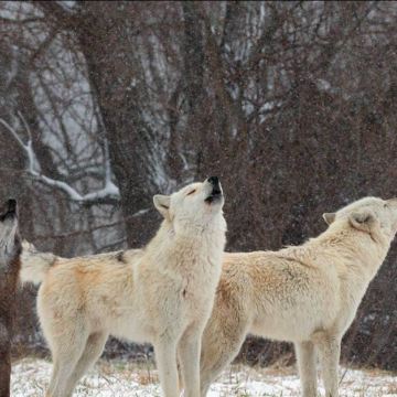 Legislator proposes bill to bring wolves back to Lower Peninsula