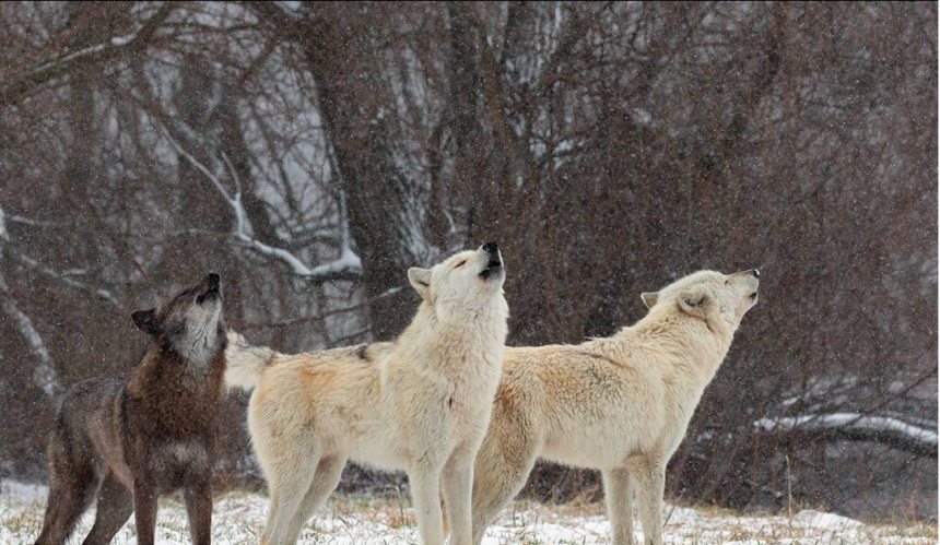 Legislator proposes bill to bring wolves back to Lower Peninsula