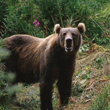 New movie bear-ly misses