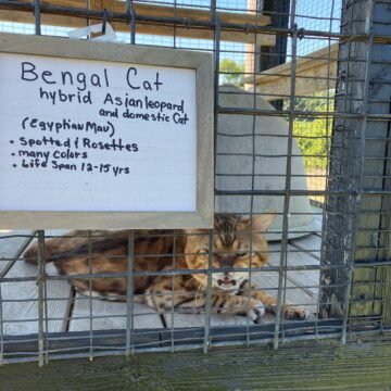 A walk on the wild side: exotic petting zoo opens