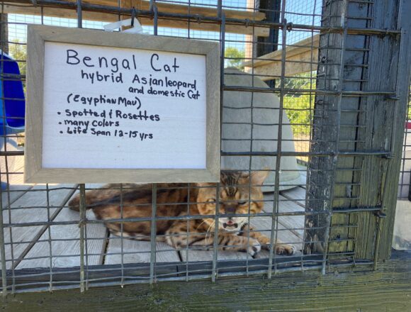 A walk on the wild side: exotic petting zoo opens