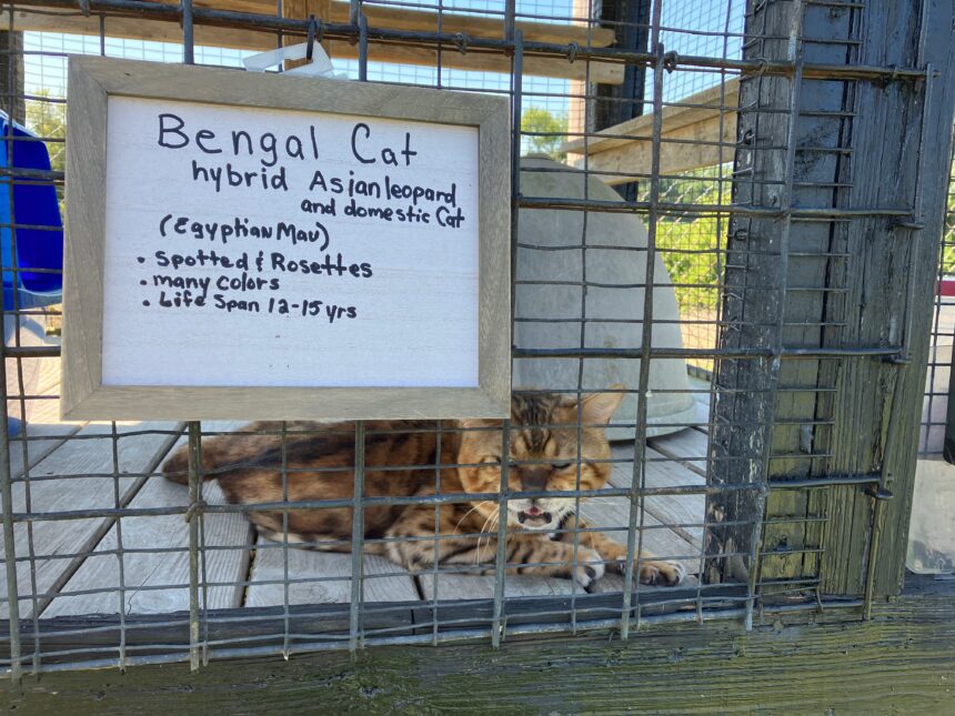 A walk on the wild side: exotic petting zoo opens