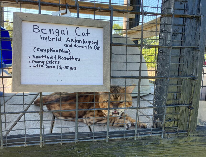 A walk on the wild side: exotic petting zoo opens