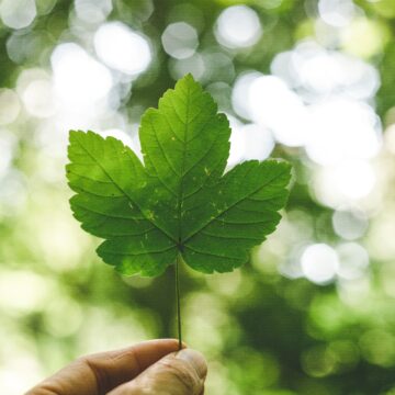 Keep ‘conserve’ in conservative