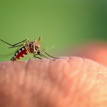 Opinion: Releasing genetically modified mosquitoes is irresponsible