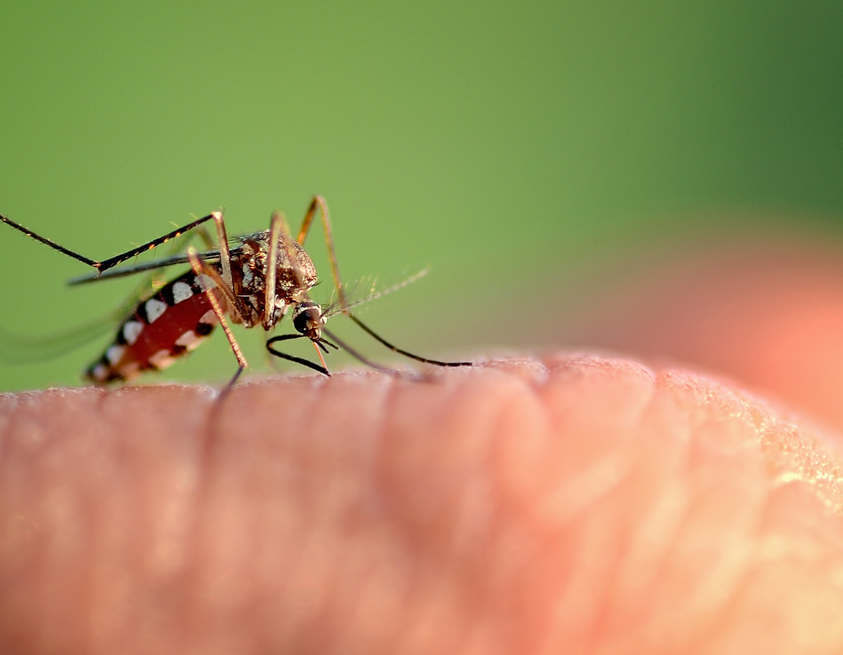 Opinion: Releasing genetically modified mosquitoes is irresponsible