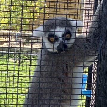 New Hillsdale zoo brings more than 200 animals, education opportunities