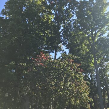 Leaves expected to reach peak fall colors later than usual